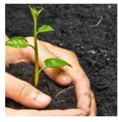 Emerging investments